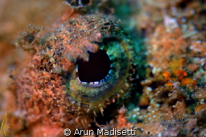 Scorpionfish detail. 
105macro manually focused. (focus ... by Arun Madisetti 